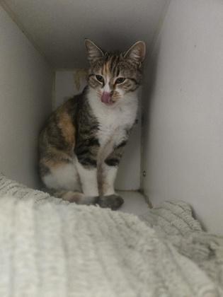 Calico — thumbnail 3