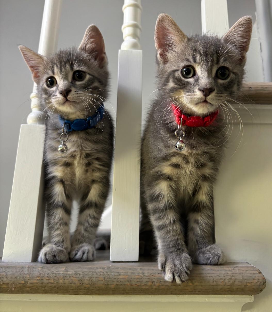 Ollie and Atticus - in foster care- must be adopted together, ADOPTABLE, Kitten Male Tabby & Domestic Short Hair.
