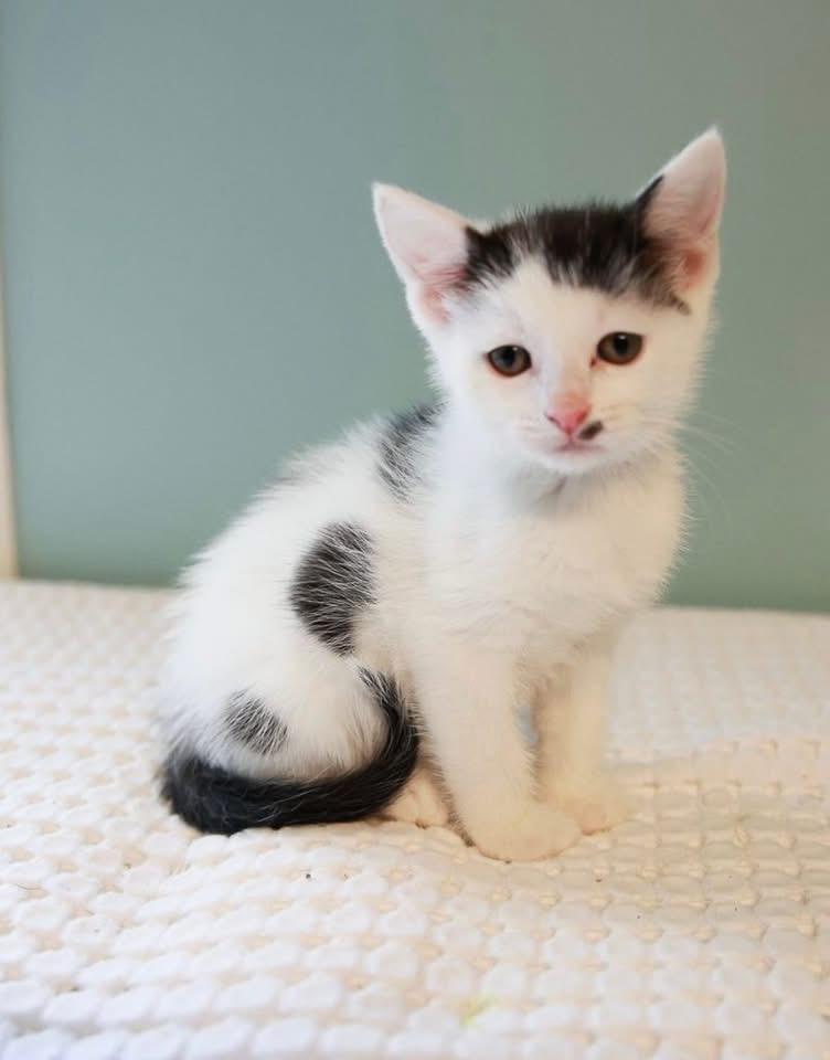 Dipstick, ADOPTABLE, Kitten Female Domestic Short Hair.