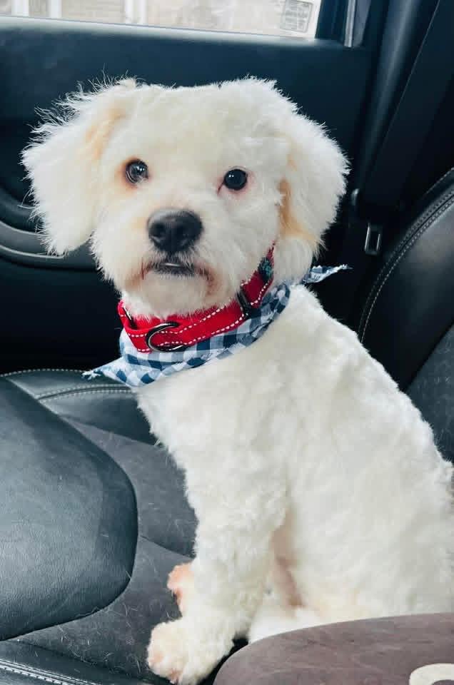 Enlarge Hoosier, a ADOPTABLE mixed breed in Louisville, KY image 4/5