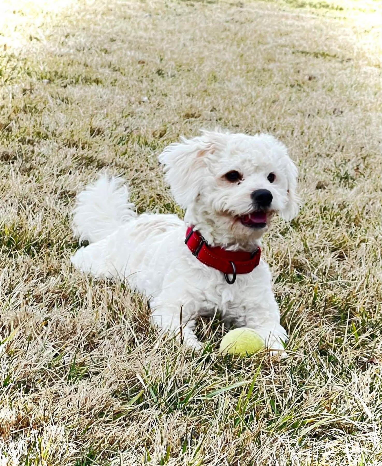 Enlarge Hoosier, a ADOPTABLE mixed breed in Louisville, KY image 3/5