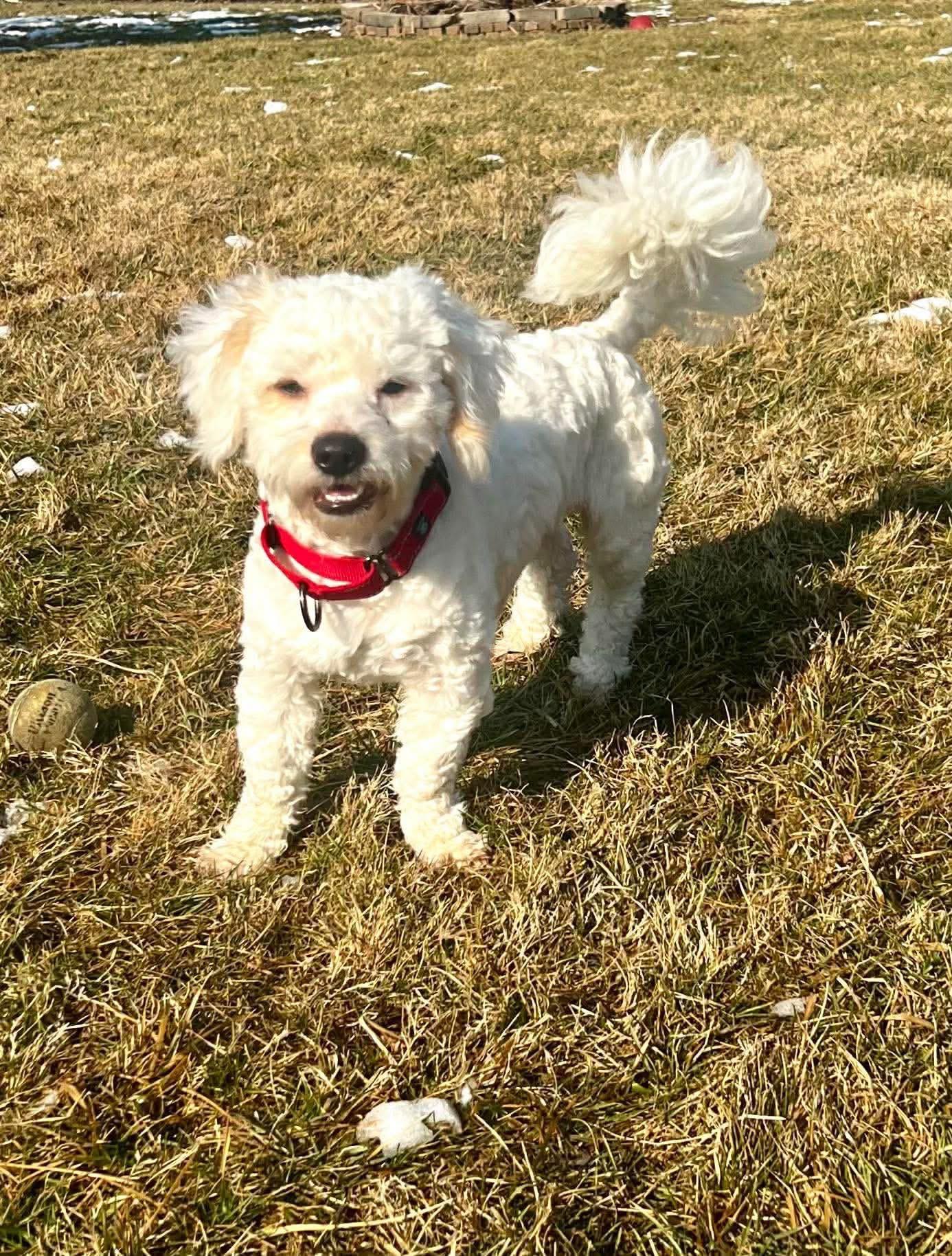 Enlarge Hoosier, a ADOPTABLE mixed breed in Louisville, KY image 1/5