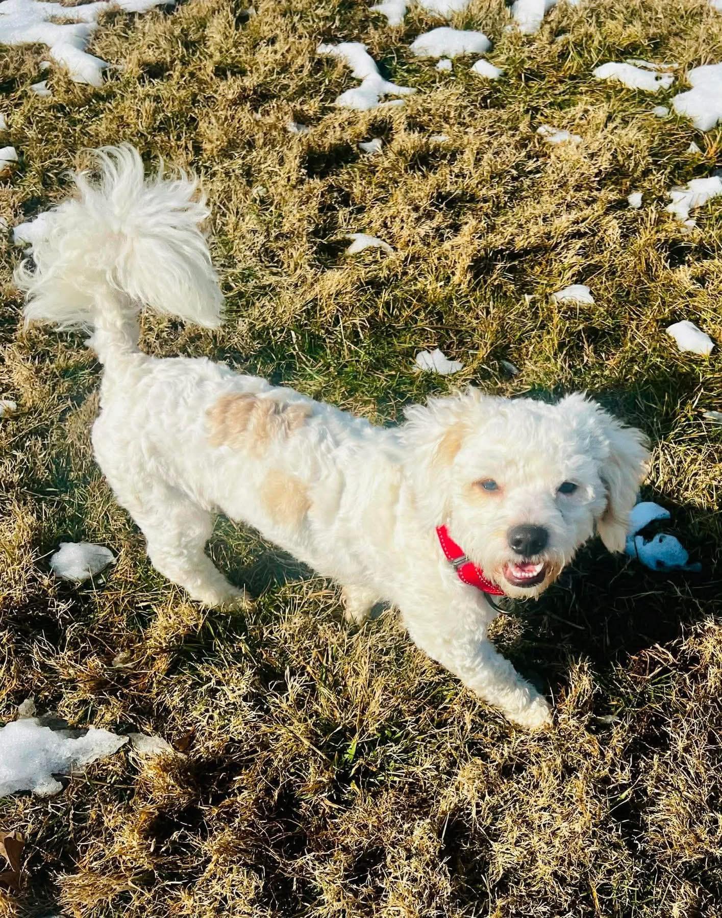 Enlarge Hoosier, a ADOPTABLE mixed breed in Louisville, KY image 5/5
