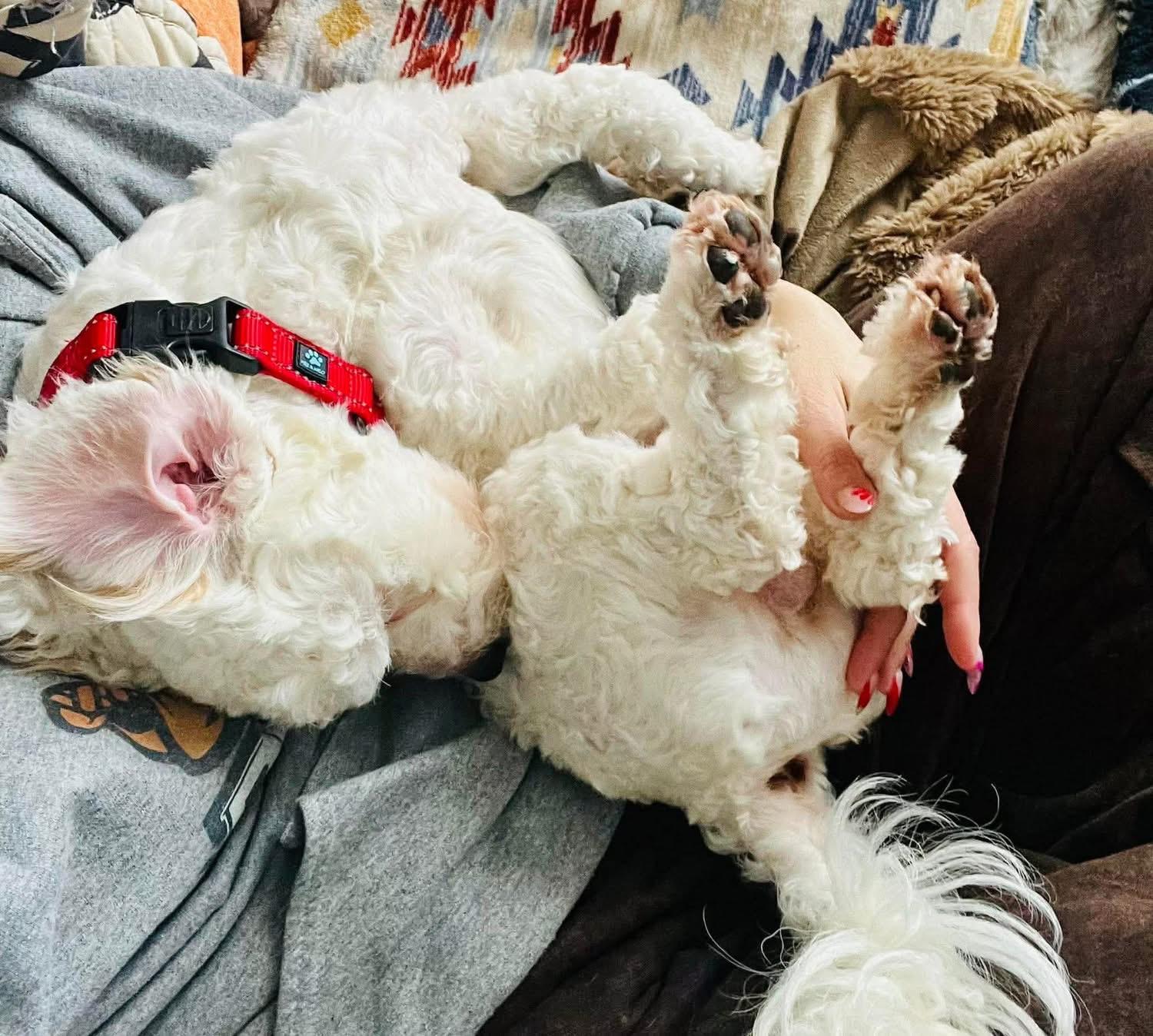 Enlarge Hoosier, a ADOPTABLE mixed breed in Louisville, KY image 2/5