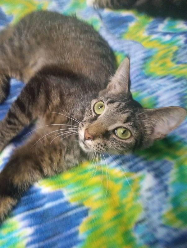 Enlarge TALLULAH, a Adoptable Domestic Short Hair in Scotland Neck, NC image 1/5