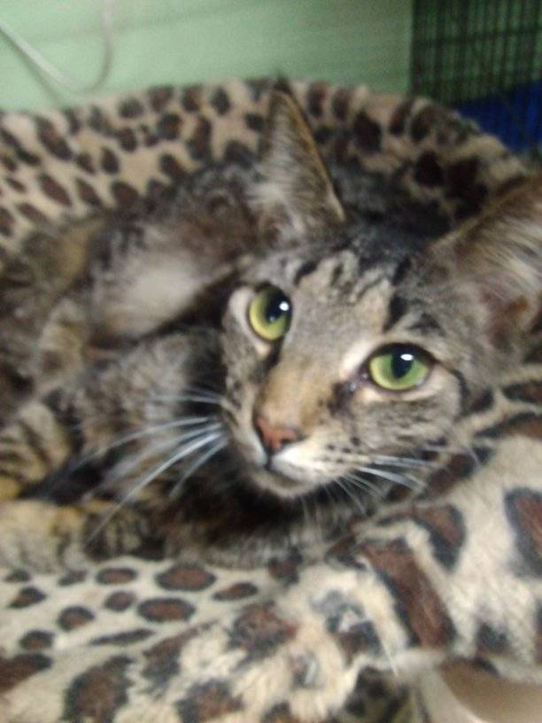 Enlarge TALLULAH, a Adoptable Domestic Short Hair in Scotland Neck, NC image 3/5