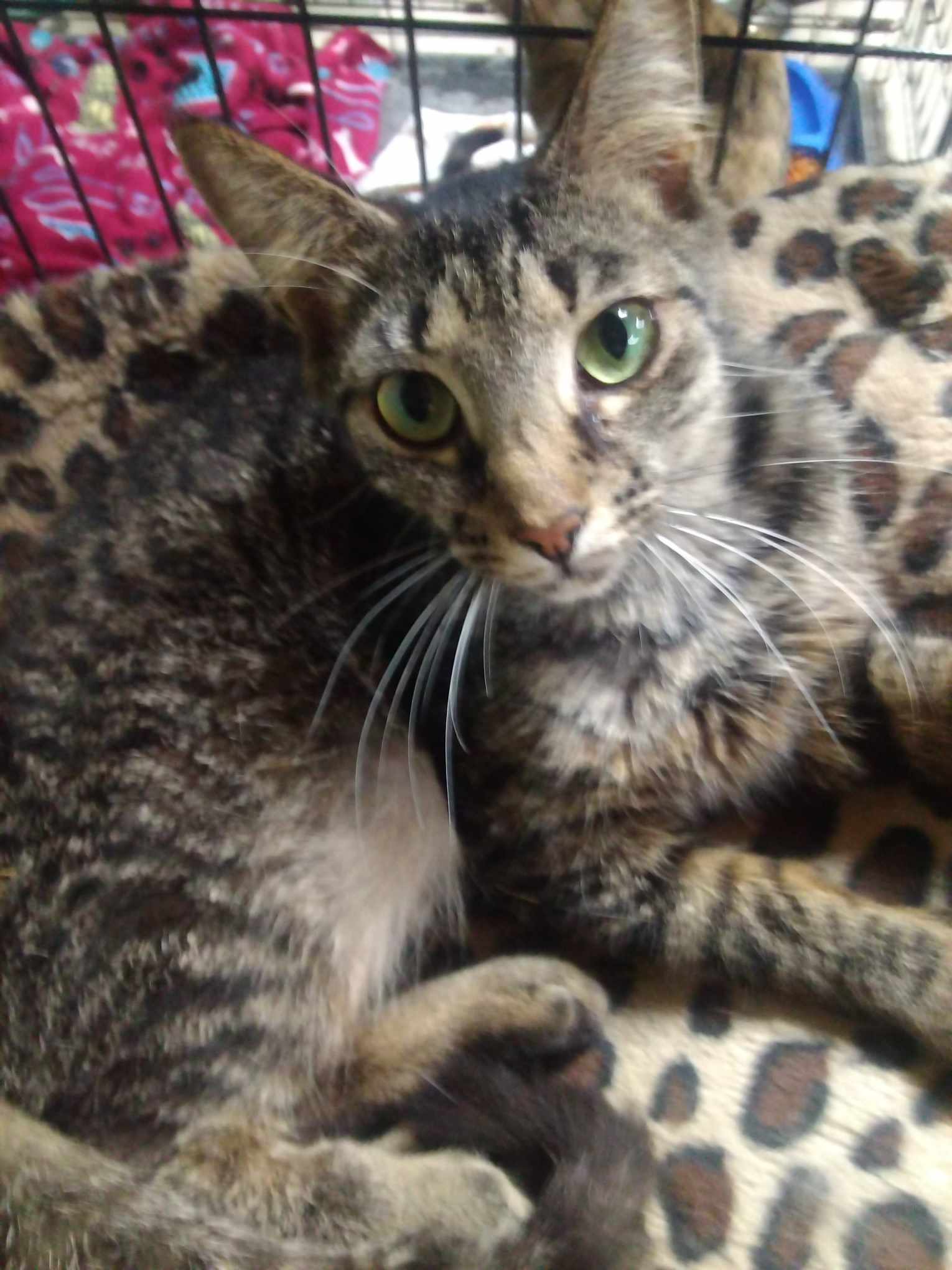 Enlarge TALLULAH, a Adoptable Domestic Short Hair in Scotland Neck, NC image 4/5