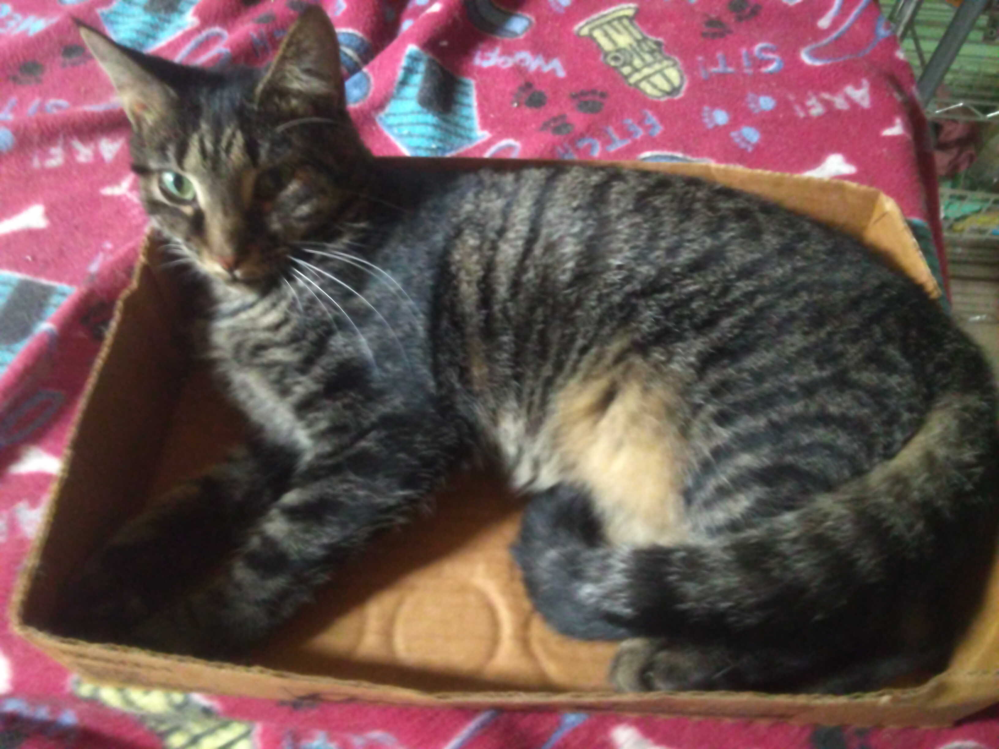 Enlarge TALLULAH, a Adoptable Domestic Short Hair in Scotland Neck, NC image 5/5