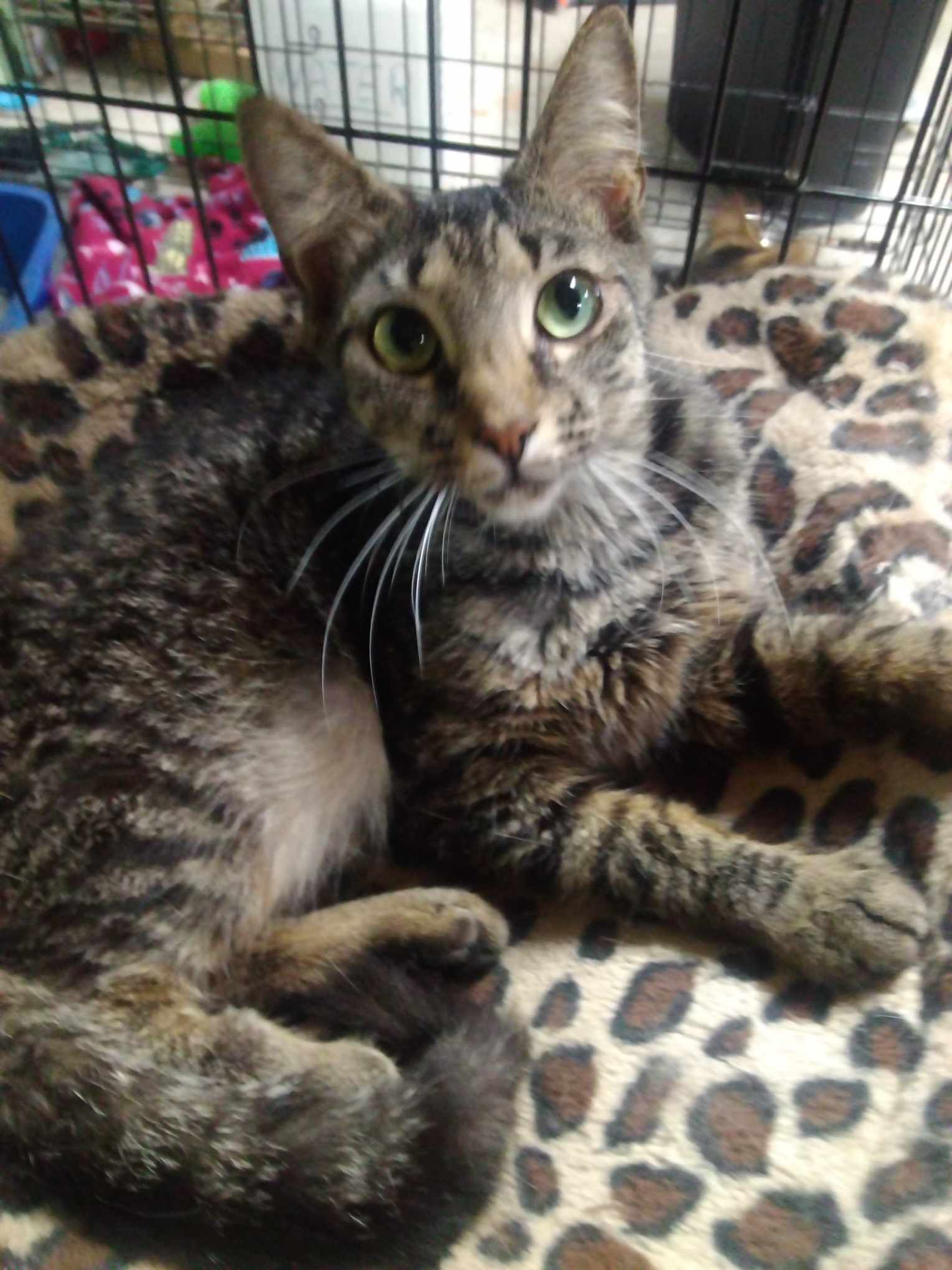 Enlarge TALLULAH, a Adoptable Domestic Short Hair in Scotland Neck, NC image 2/5