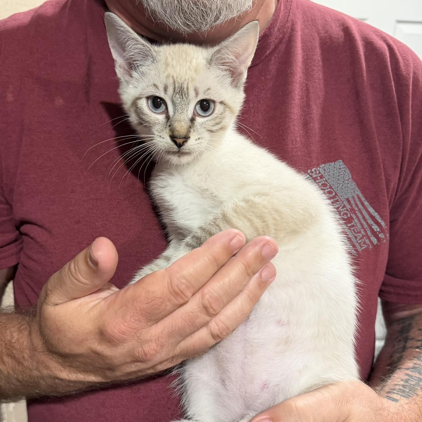 Beauford, ADOPTABLE, Kitten Male Domestic Short Hair.