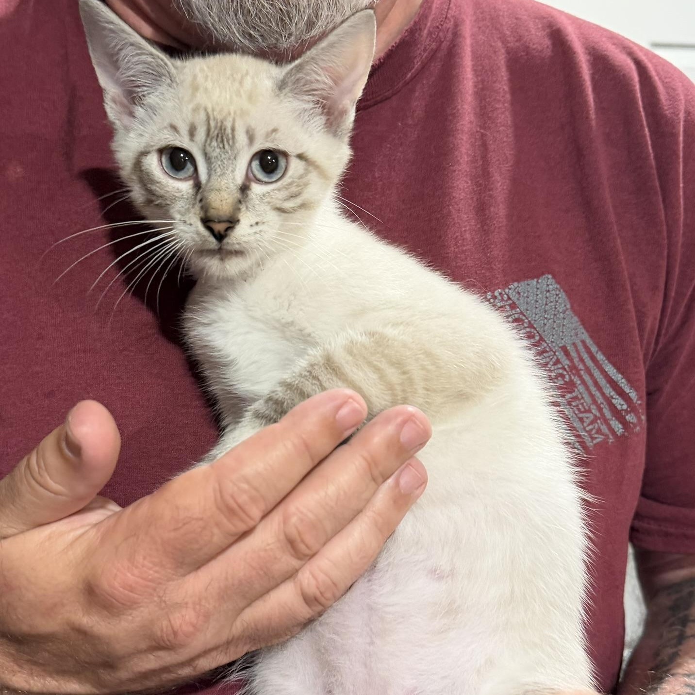 Beauford, a ADOPTABLE Domestic Short Hair in Clyde, NC image 2/3