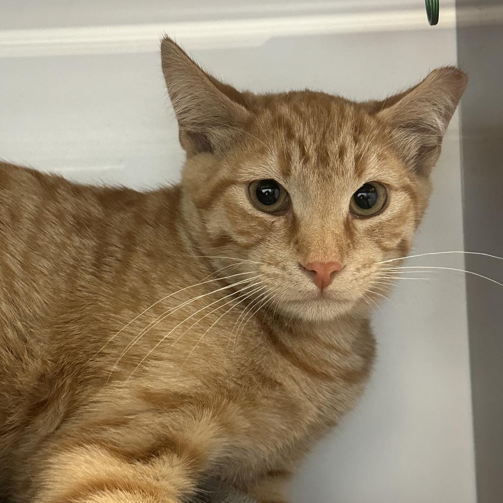 Simba, Adoptable, Kitten Male Domestic Medium Hair.