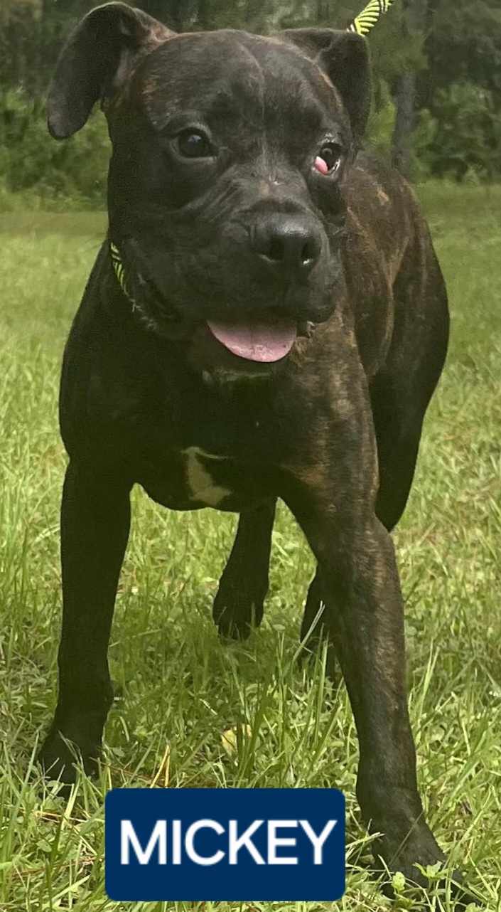 Mickey, an adoptable Boxer & Pit Bull Terrier Mix in Palatka, FL_image-1