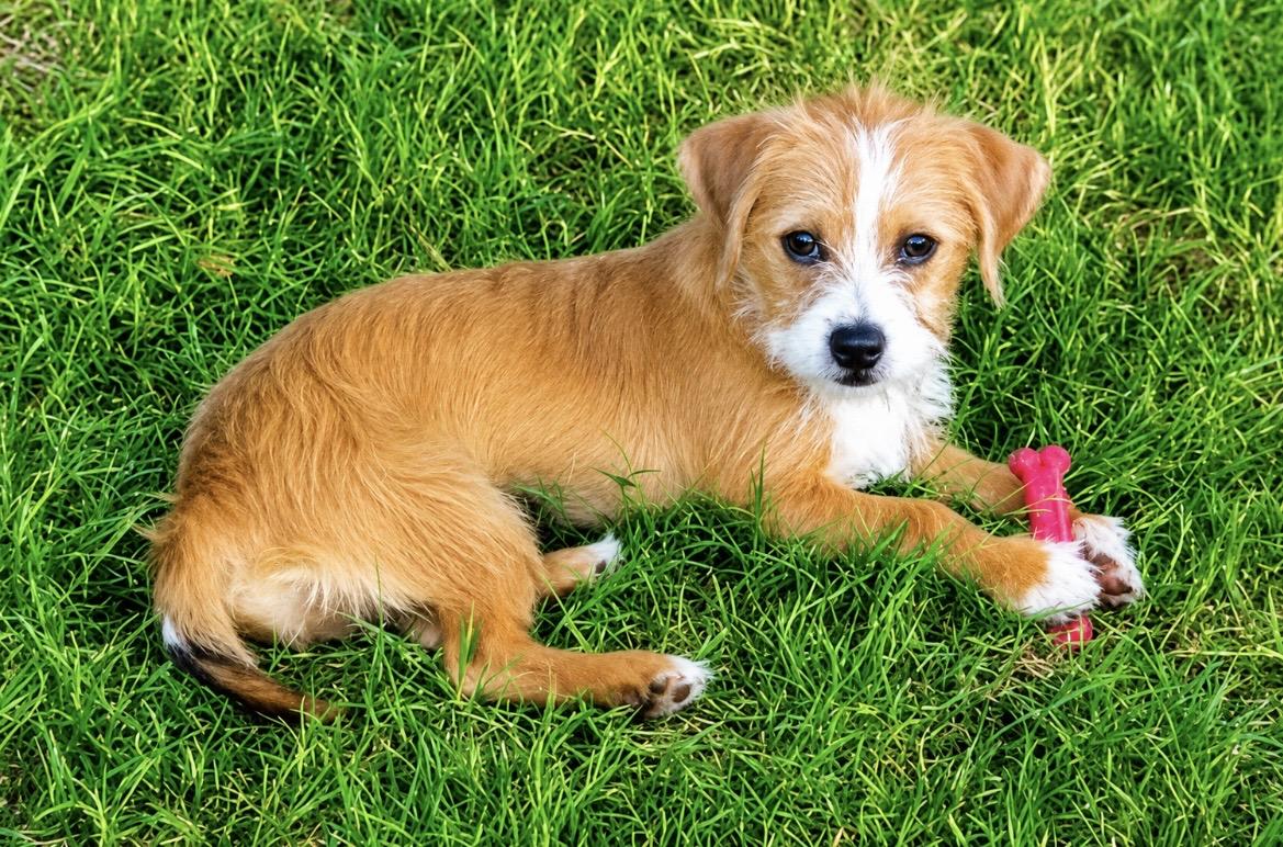 Enlarge Shera, a Adopted mixed breed in warrenville, SC image 2/5