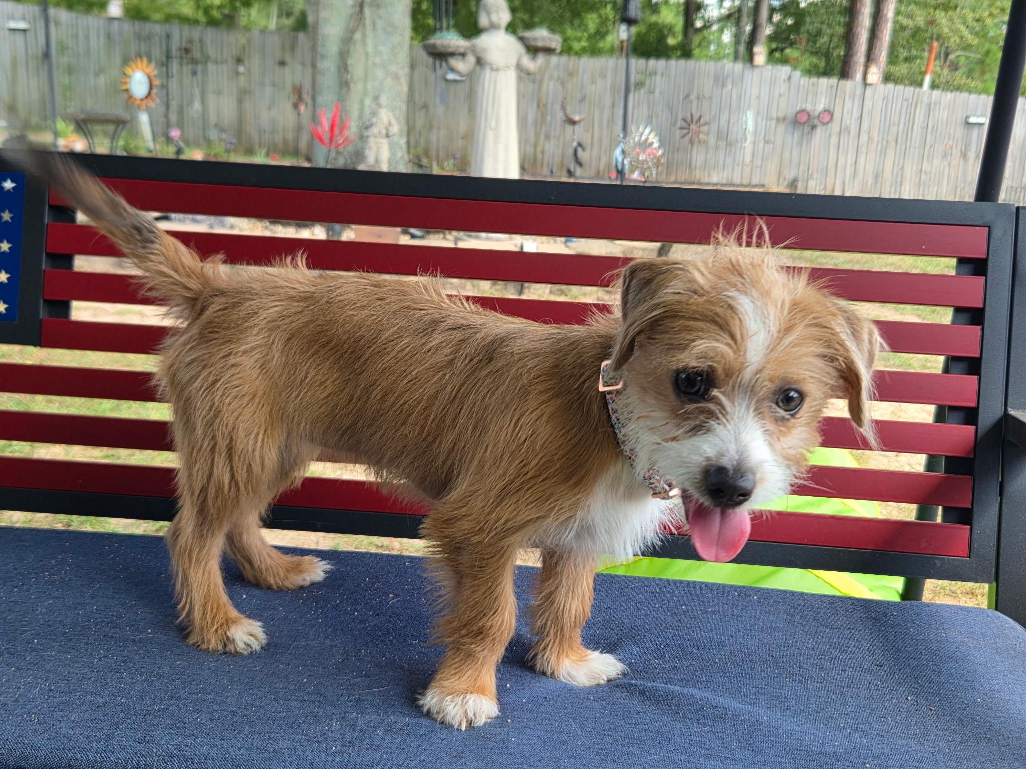 Enlarge Shera, a Adopted mixed breed in warrenville, SC image 5/5