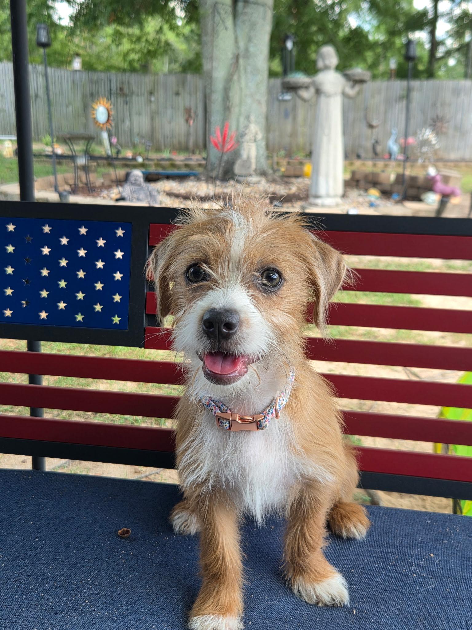Enlarge Shera, a Adopted mixed breed in warrenville, SC image 4/5