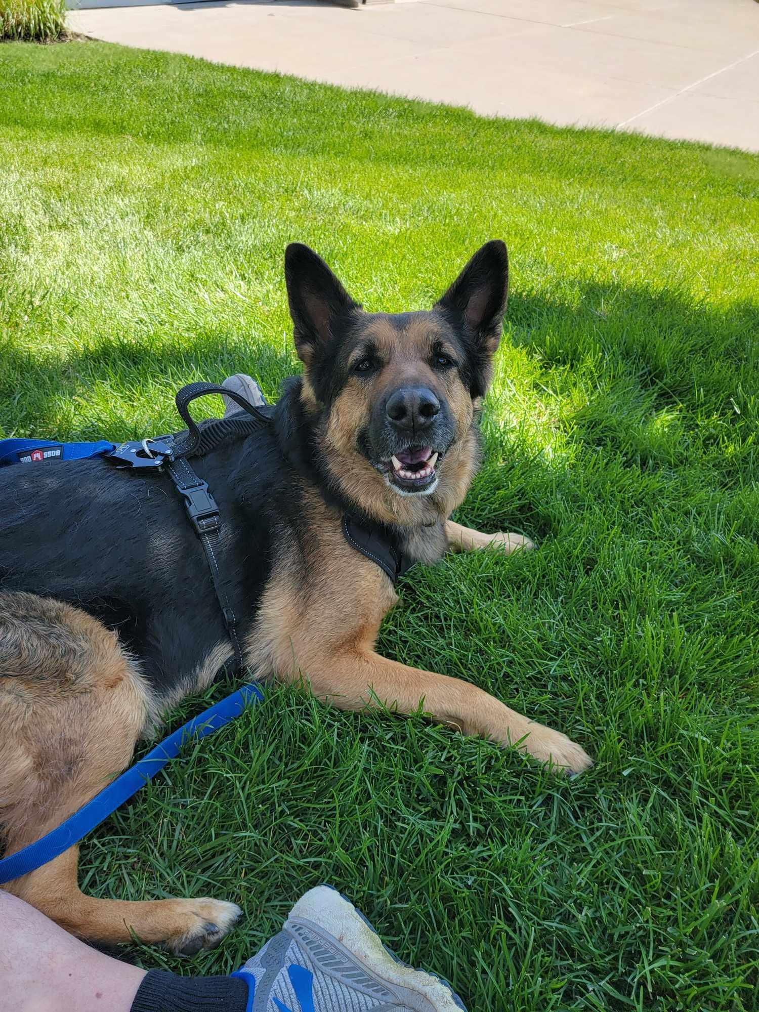 Enlarge Grace, a Adopted German Shepherd Dog in Gretna, NE image 1/1