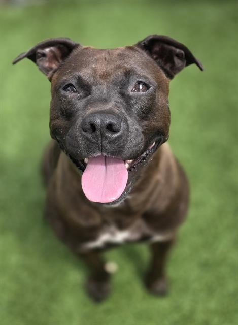 Enlarge PIGGY, a Adoptable Mixed Breed in Columbia, SC image 1/1