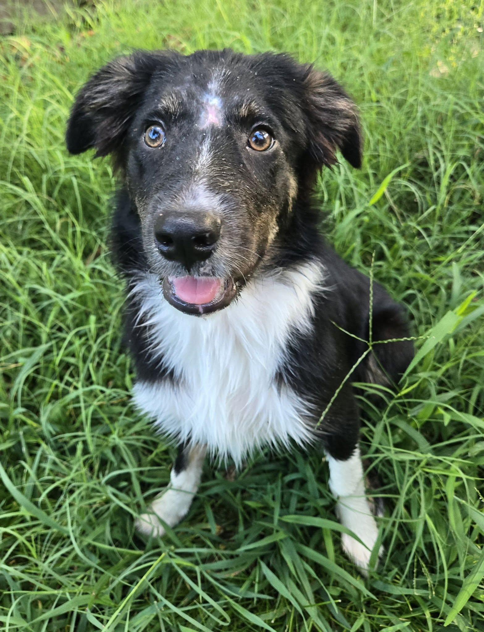 Enlarge ARPH 14699 - Kale, a ADOPTABLE Australian Shepherd in Tulsa, OK image 2/4