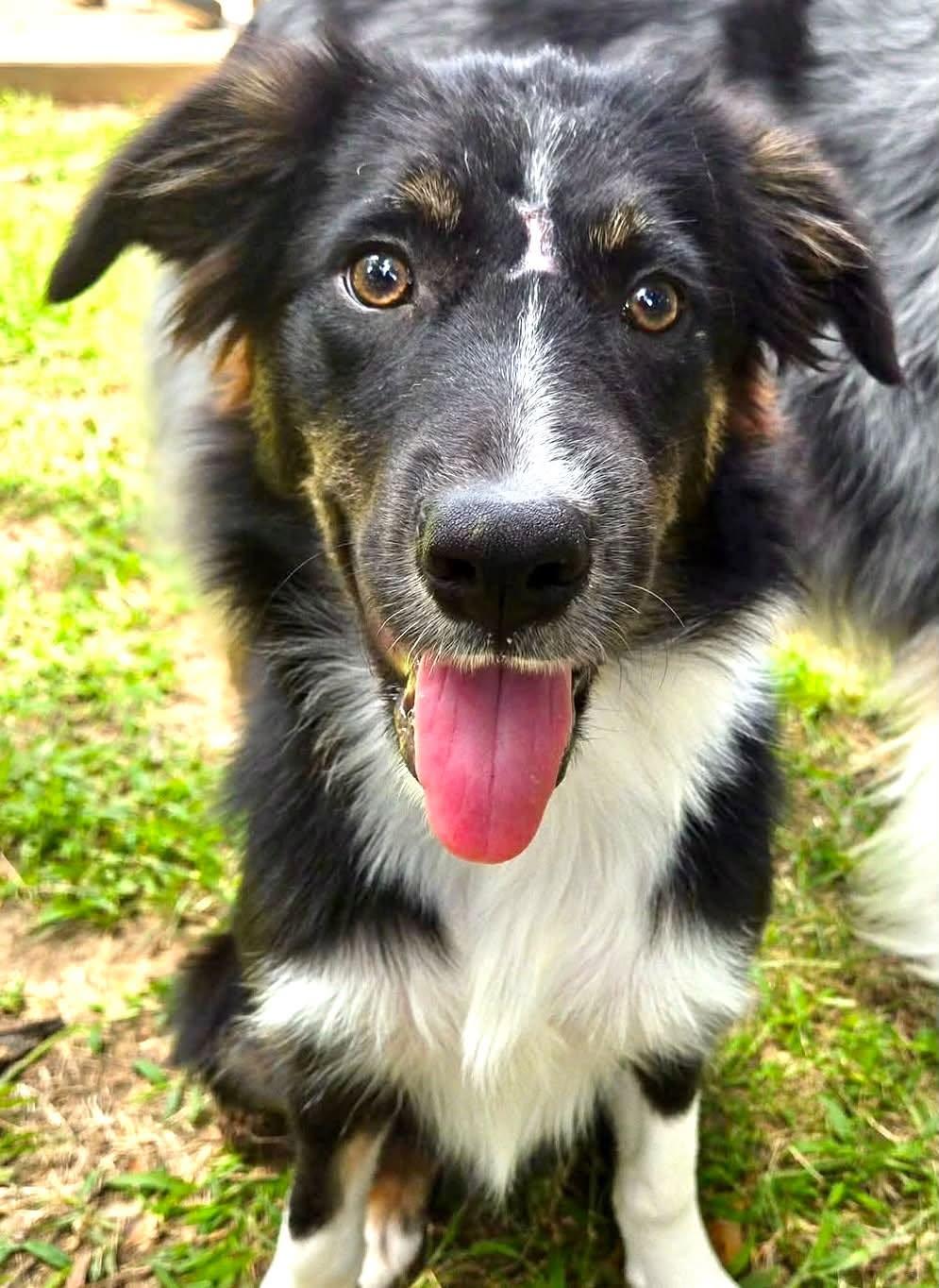 Enlarge ARPH 14699 - Kale, a ADOPTABLE Australian Shepherd in Tulsa, OK image 1/4
