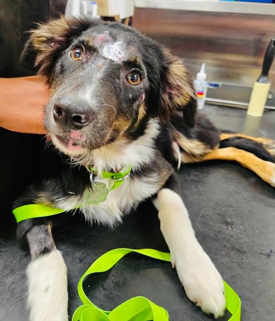 Enlarge ARPH 14699 - Kale, a ADOPTABLE Australian Shepherd in Tulsa, OK image 3/4