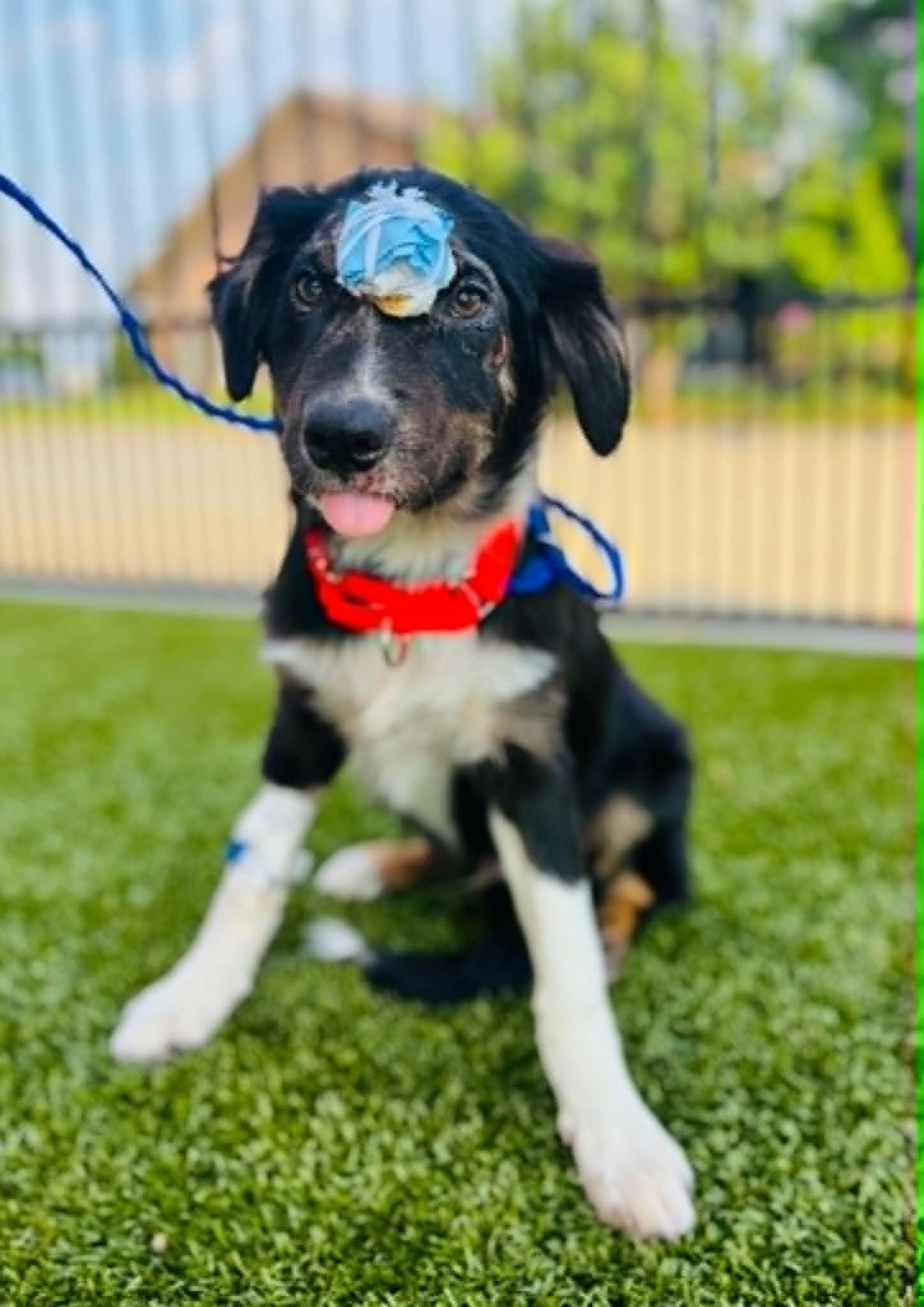 Enlarge ARPH 14699 - Kale, a ADOPTABLE Australian Shepherd in Tulsa, OK image 4/4