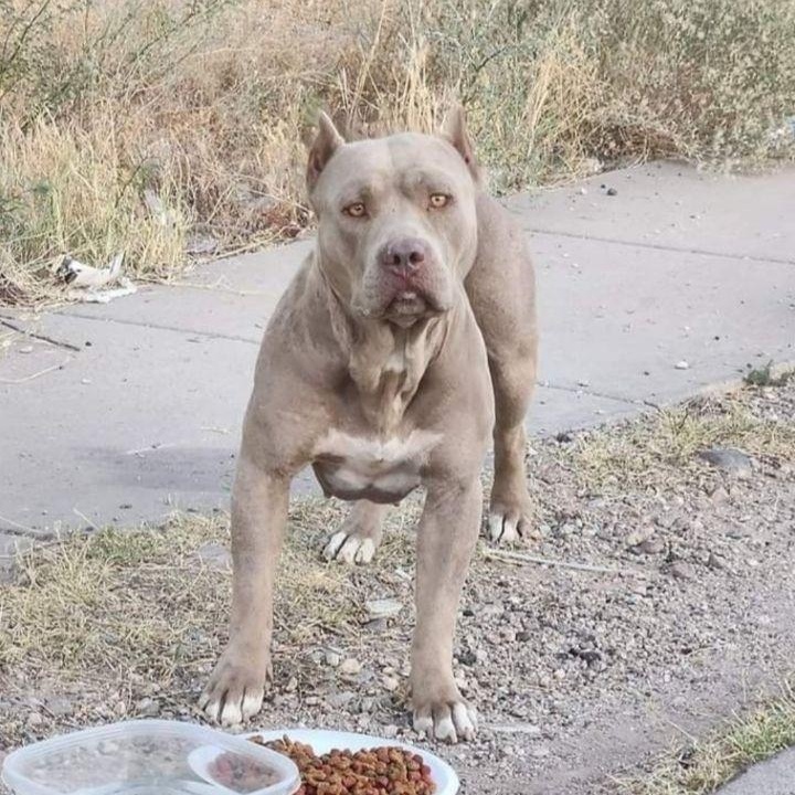 Enlarge Gracie, a Adopted Pit Bull Terrier in Tucson, AZ image 1/1