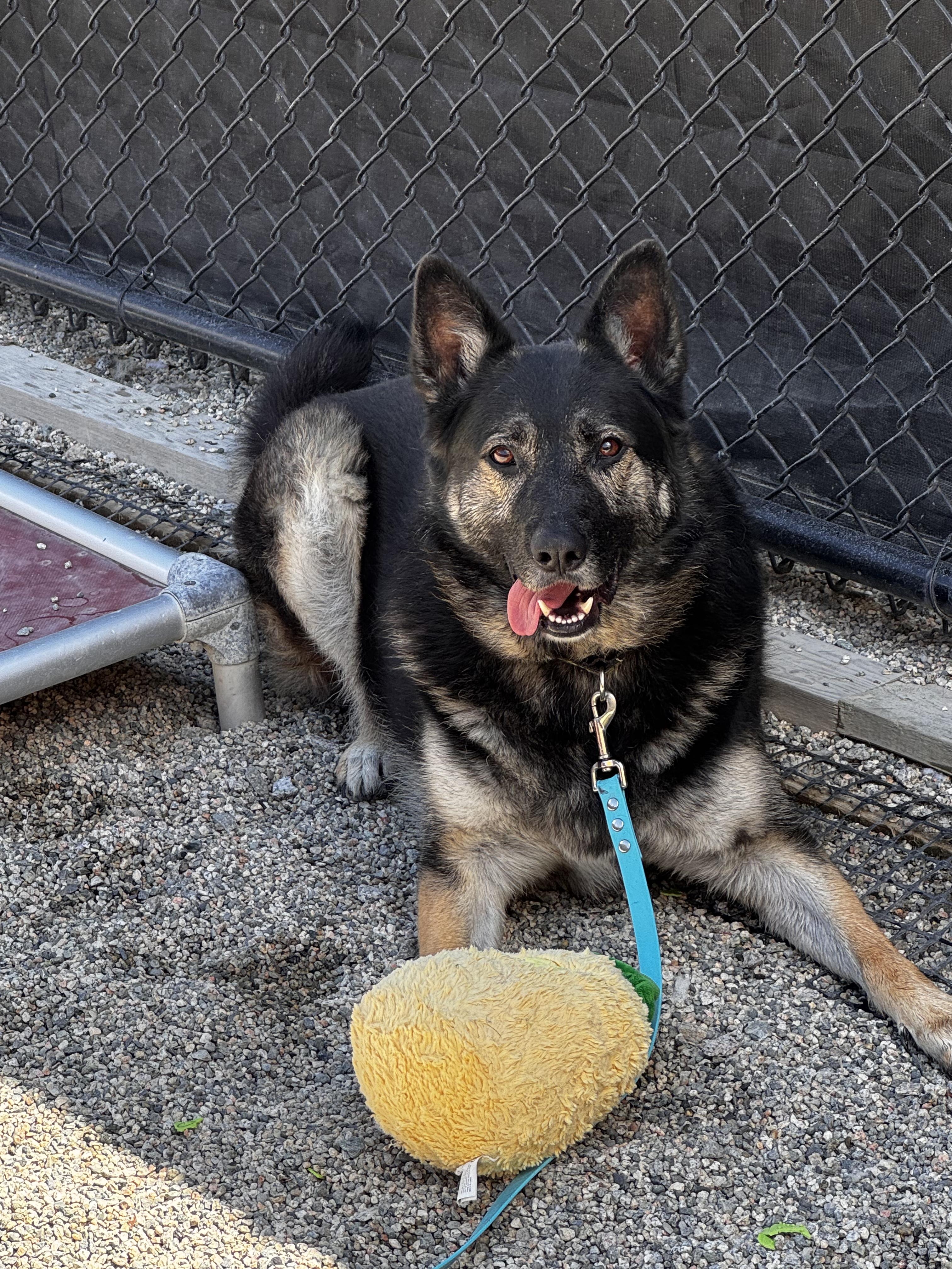 Loki, ADOPTABLE, Adult Male German Shepherd Dog & Husky.