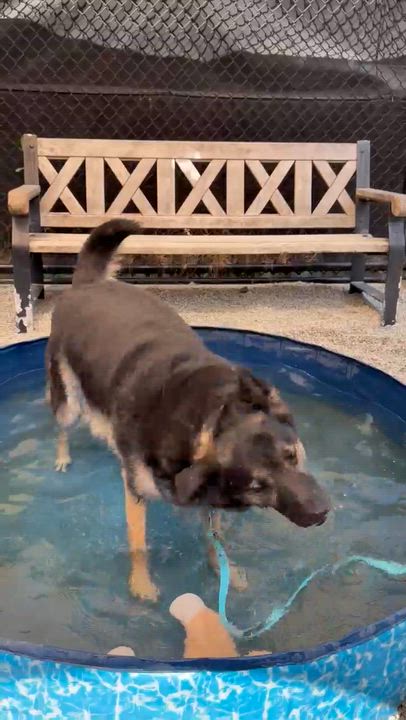 Enlarge Loki, a ADOPTABLE mixed breed in New Westminster, BC video 2/2