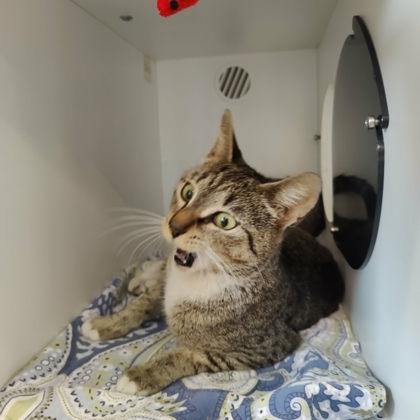 Acme, Adoptable, Adult Female Domestic Short Hair & Domestic Short Hair.