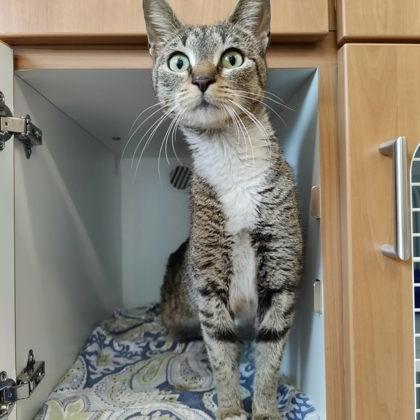 Enlarge Acme, a Adoptable mixed breed in Voorhees, NJ image 2/3