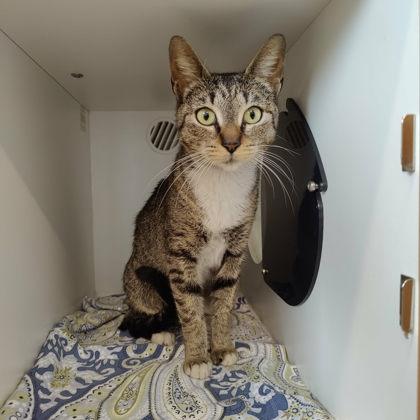 Enlarge Acme, a Adoptable mixed breed in Voorhees, NJ image 3/3
