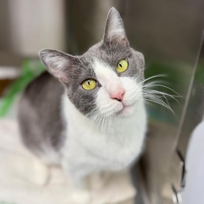 Casper, Adoptable, Adult Male Domestic Short Hair.