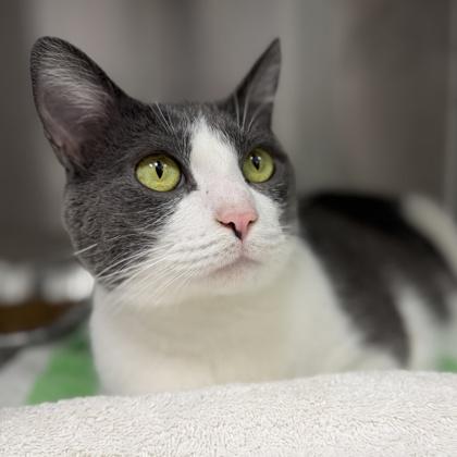Enlarge Casper, a Adoptable mixed breed in Atlanta, GA image 2/3