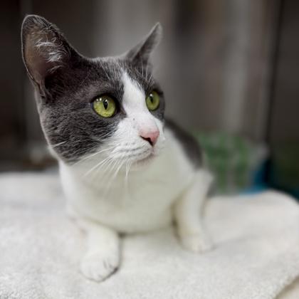 Enlarge Casper, a Adoptable mixed breed in Atlanta, GA image 3/3