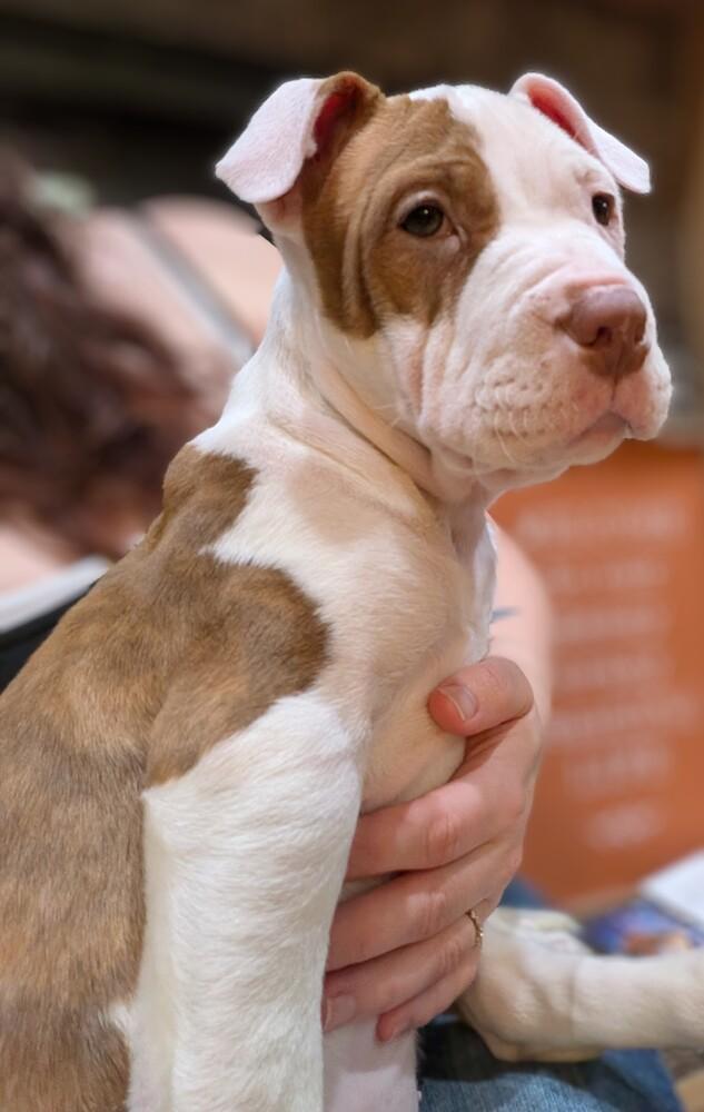 Jewels, Adoptable, Puppy Female Pit Bull Terrier.