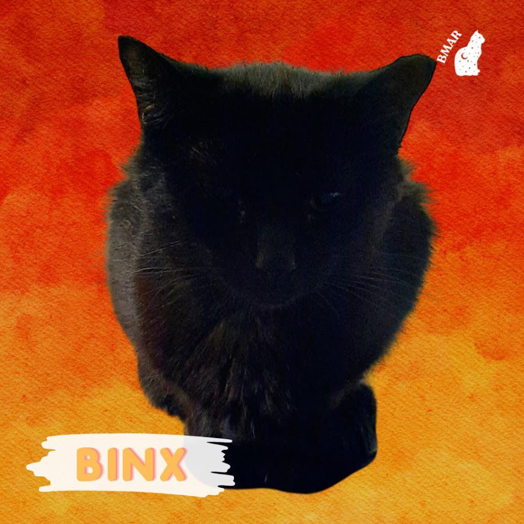 Binx (Feral), Adoptable, Adult Female Domestic Short Hair.