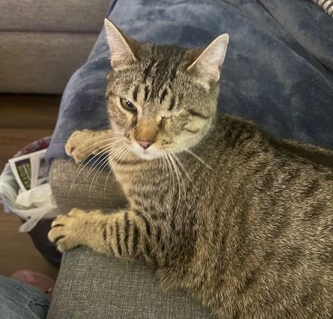 One-Eyed Charlie (SH), adopted, Adult Male American Shorthair.