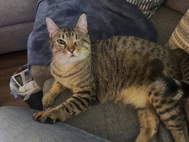 Enlarge One-Eyed Charlie (SH), an adopted American Shorthair in Schertz, TX image 2/2