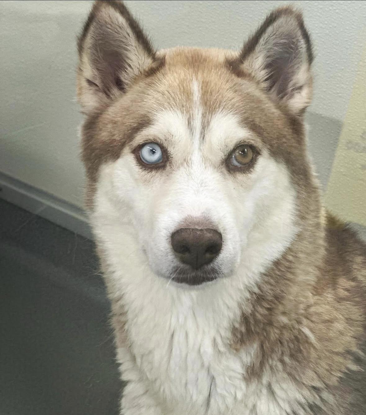 Enlarge Peaches #5337 (410), a Adoptable Husky in Victorville, CA image 1/2