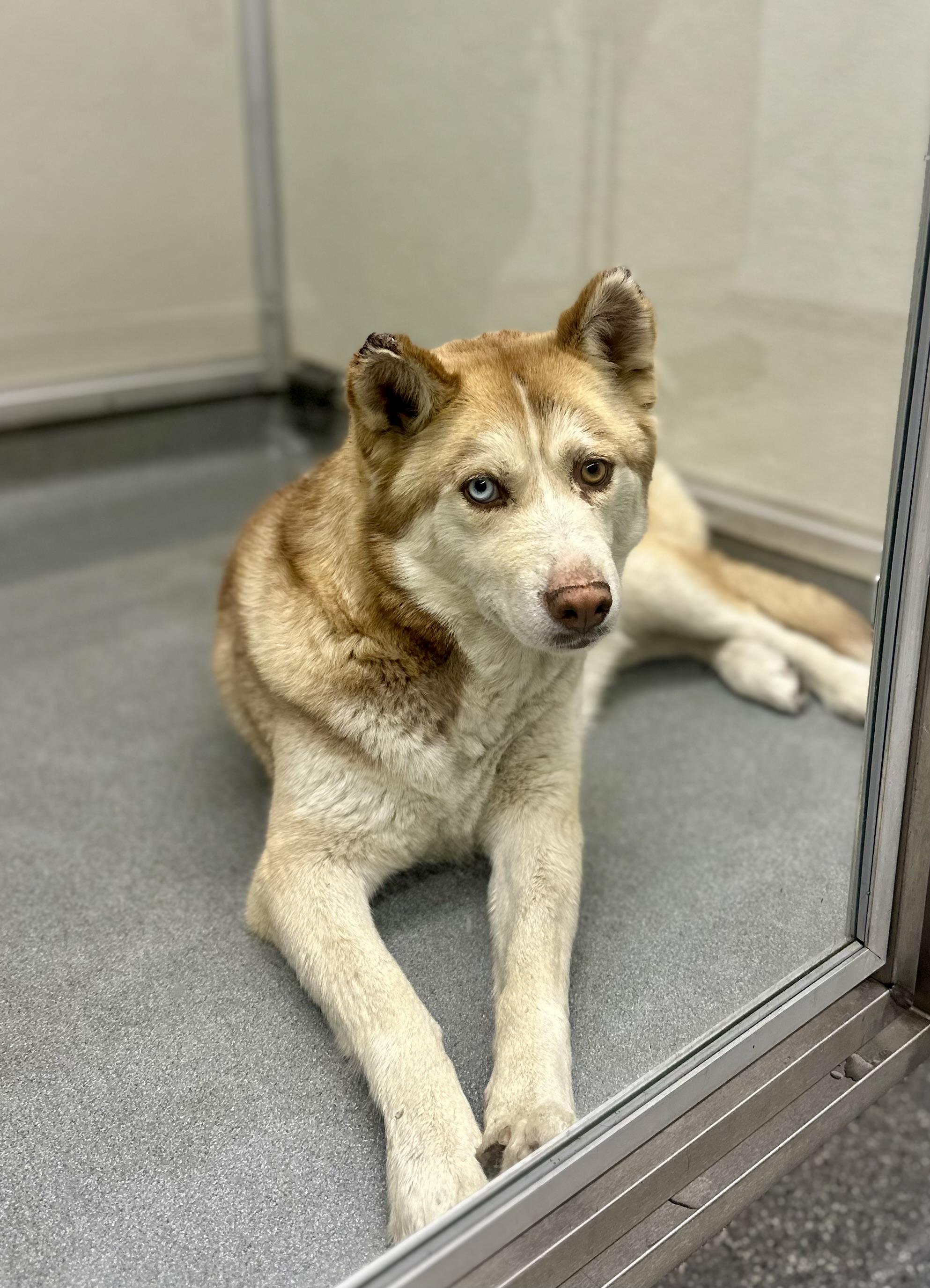 Enlarge Peaches #5337 (410), a Adoptable Husky in Victorville, CA image 2/2