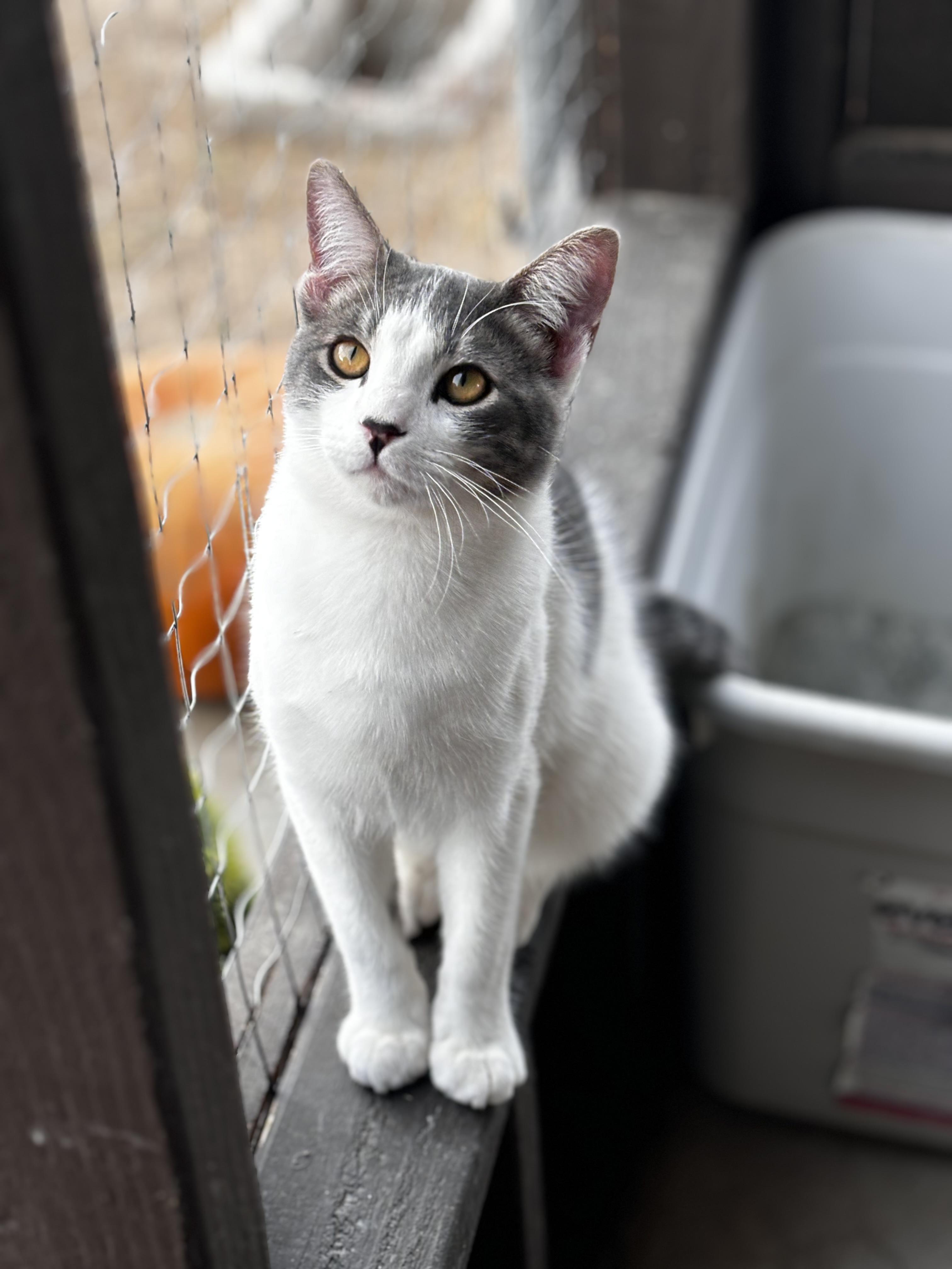 Enlarge Andre, a Adoptable Domestic Short Hair in Helendale, CA image 1/1