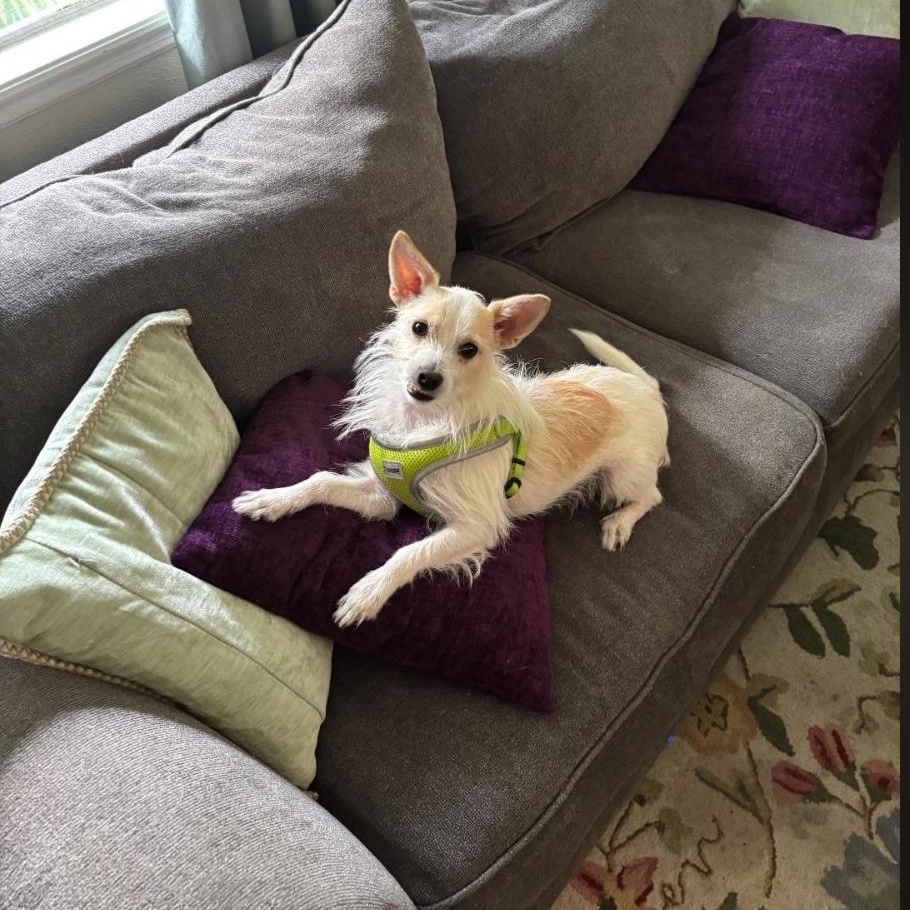 Cha Cha, Adoptable, Adult Male Cairn Terrier & Chihuahua.