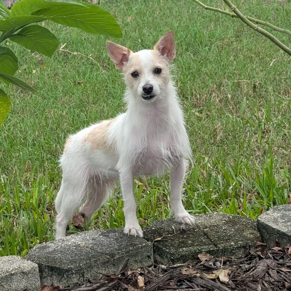 Enlarge Cha Cha, a Adoptable mixed breed in Jacksonville, FL image 2/2