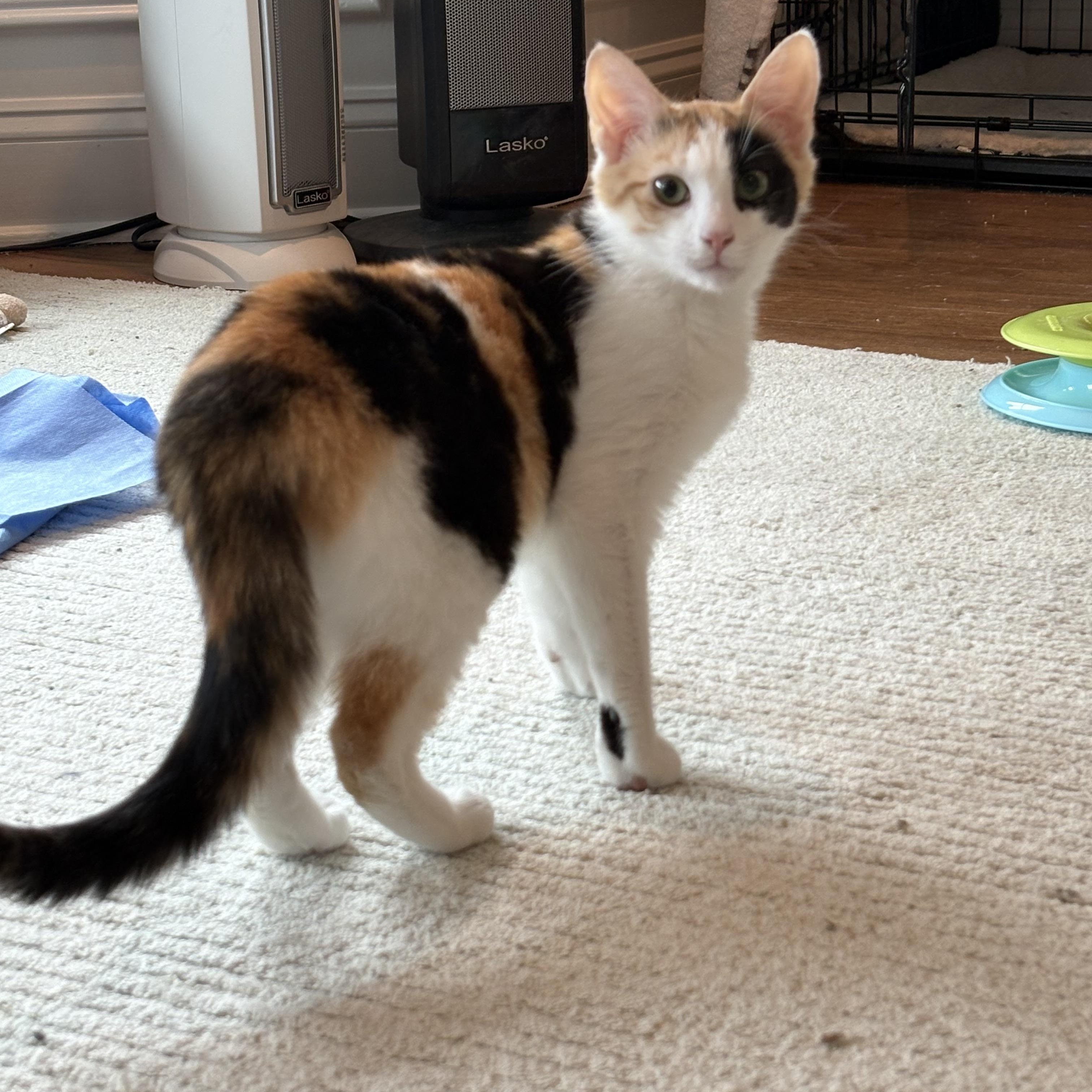 Ginger, ADOPTABLE, Kitten Female Calico.