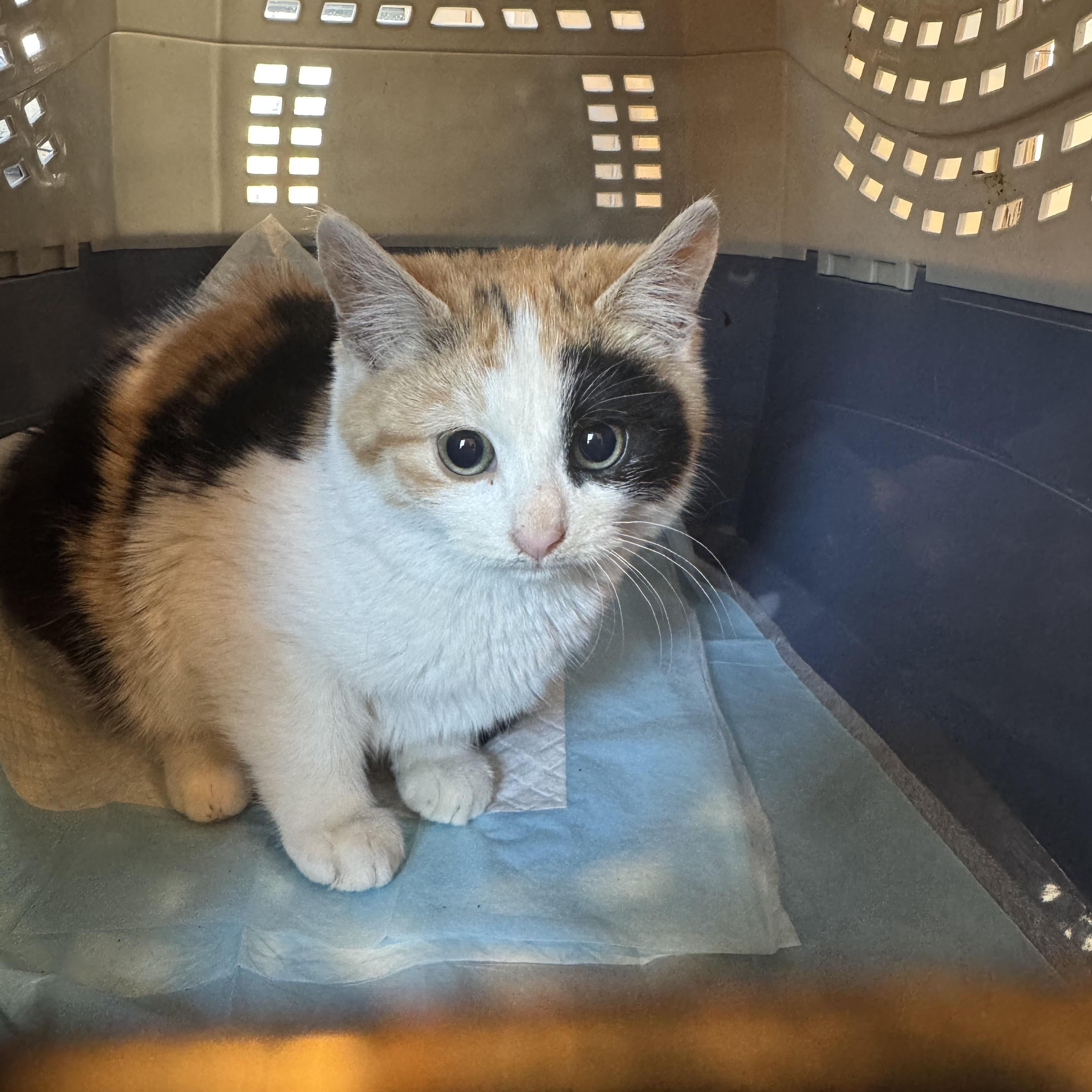 Ginger, a ADOPTABLE Calico in Wanaque, NJ image 2/2