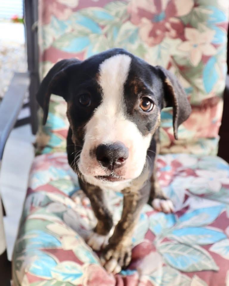 Enlarge Spencer, a ADOPTABLE mixed breed in Plainfield, IN image 1/1