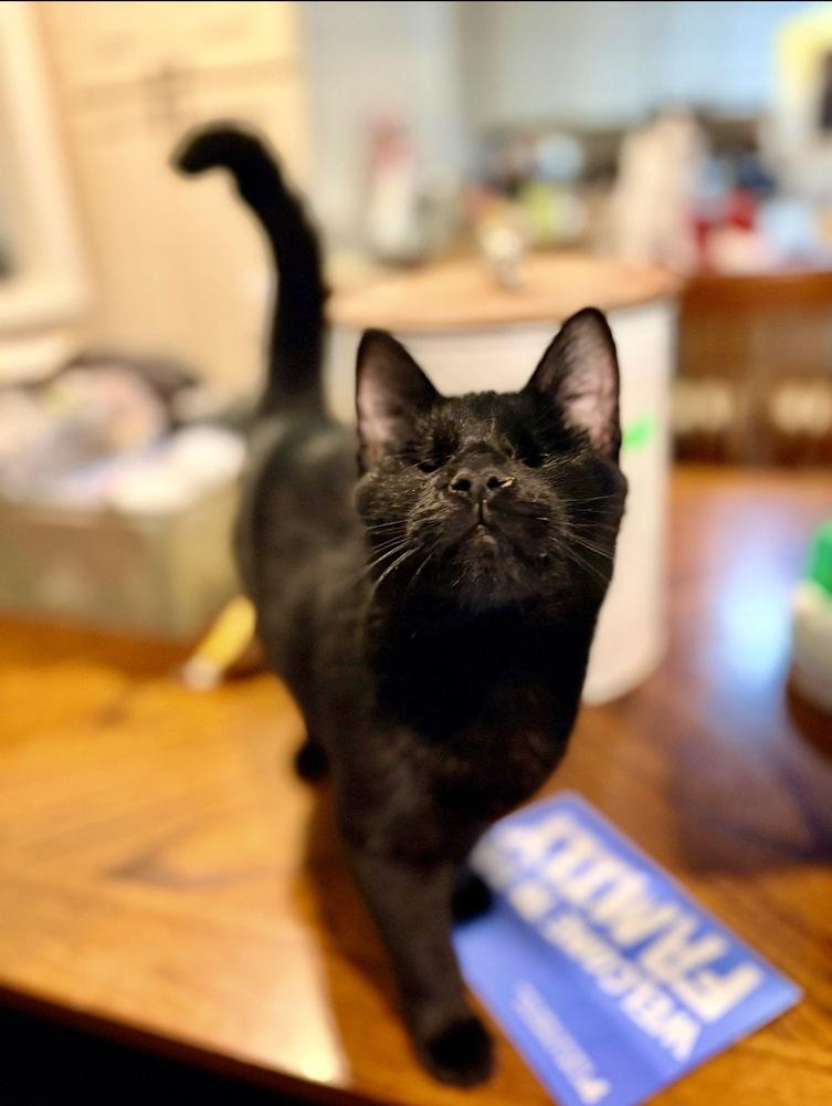 Roscoe, Adoptable, Young Male Domestic Short Hair.