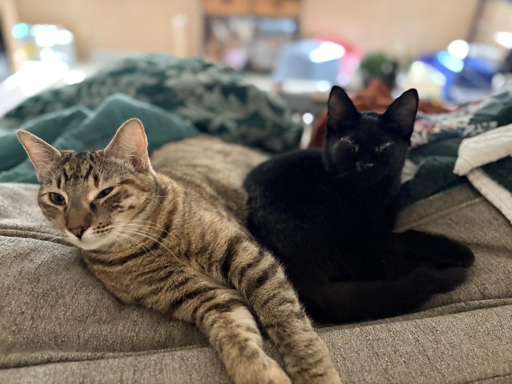 Enlarge Roscoe, a Adoptable Domestic Short Hair in Lake Wylie, SC image 3/4