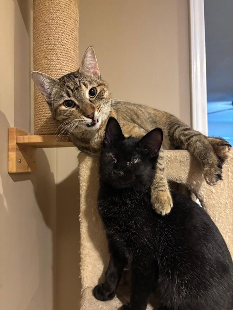Roscoe, Adoptable, Young Male Domestic Short Hair.